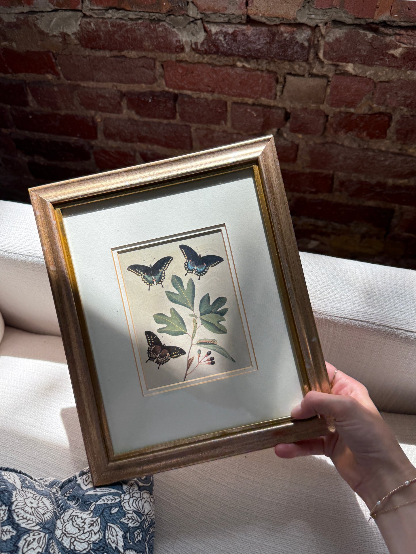Bisley Butterfly Print