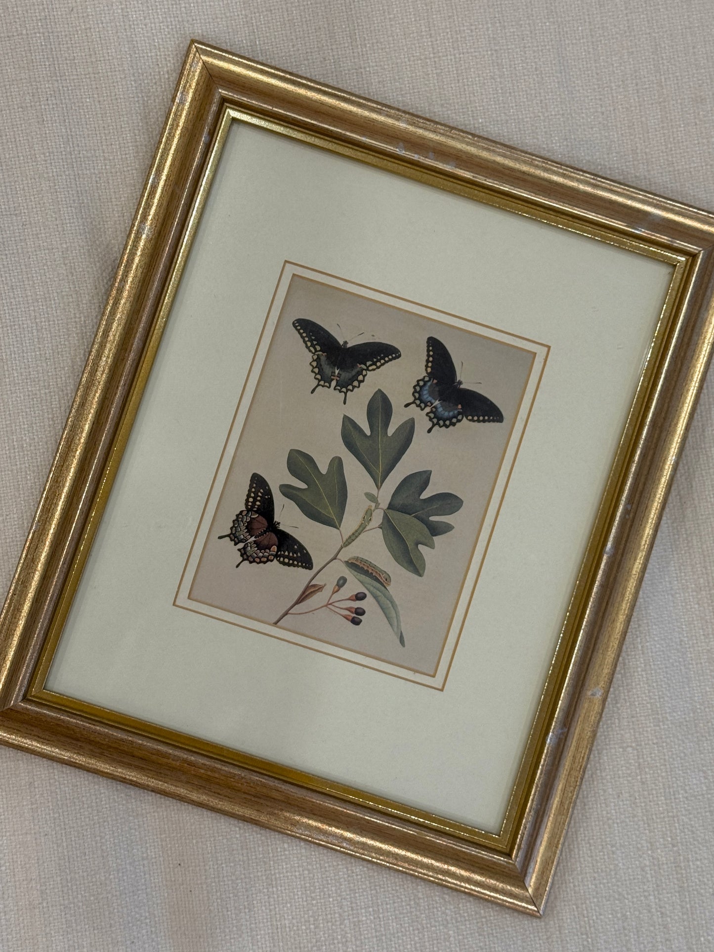 Bisley Butterfly Print