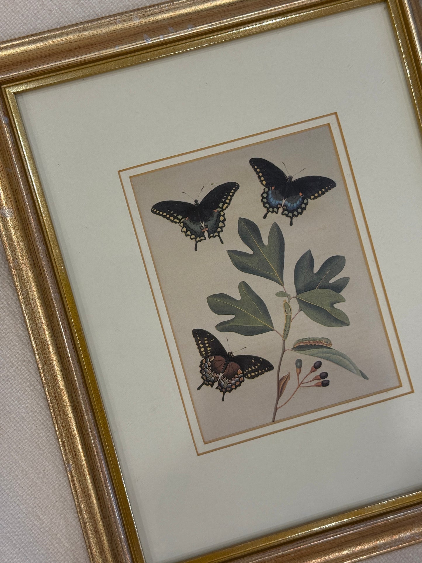 Bisley Butterfly Print