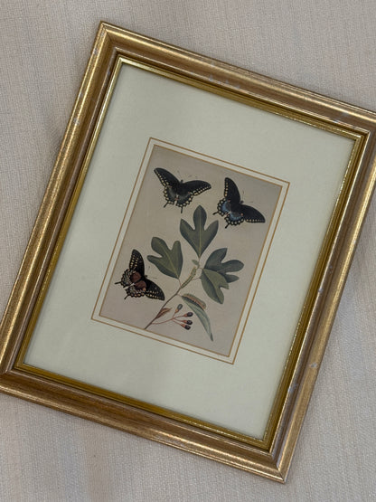 Bisley Butterfly Print